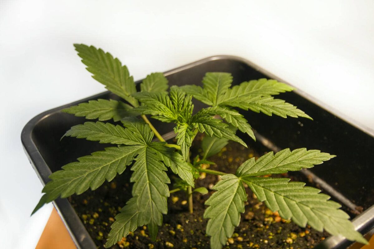 bbs-grow-diaries/week-343538-diary-343456-user-3-6751d0e2243a6