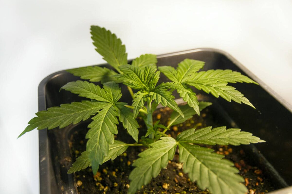 bbs-grow-diaries/week-343538-diary-343456-user-3-6751d0e341165