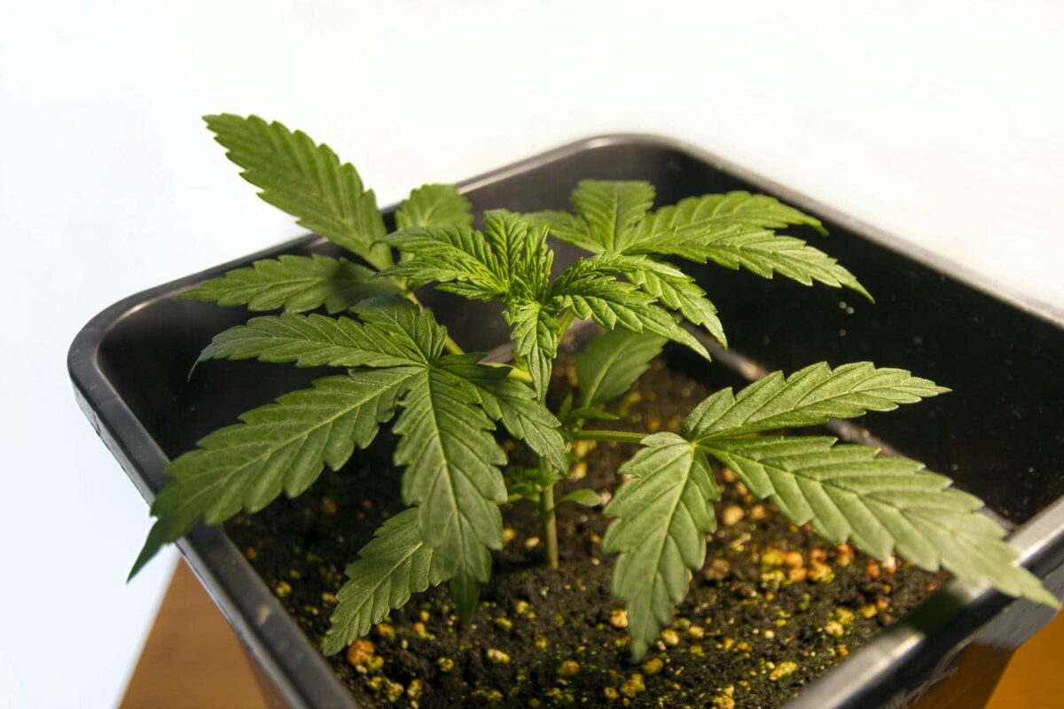 bbs-grow-diaries/week-343538-diary-343456-user-3-6751d0e46a93d