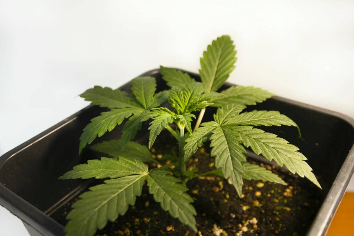 bbs-grow-diaries/week-343538-diary-343456-user-3-6751d0e5a2e22