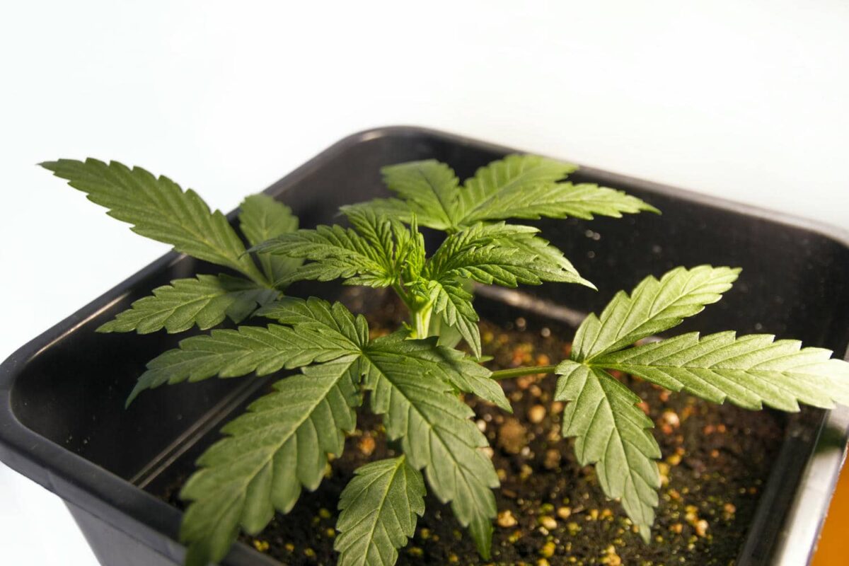 bbs-grow-diaries/week-343538-diary-343456-user-3-6751d0e6c1ad2