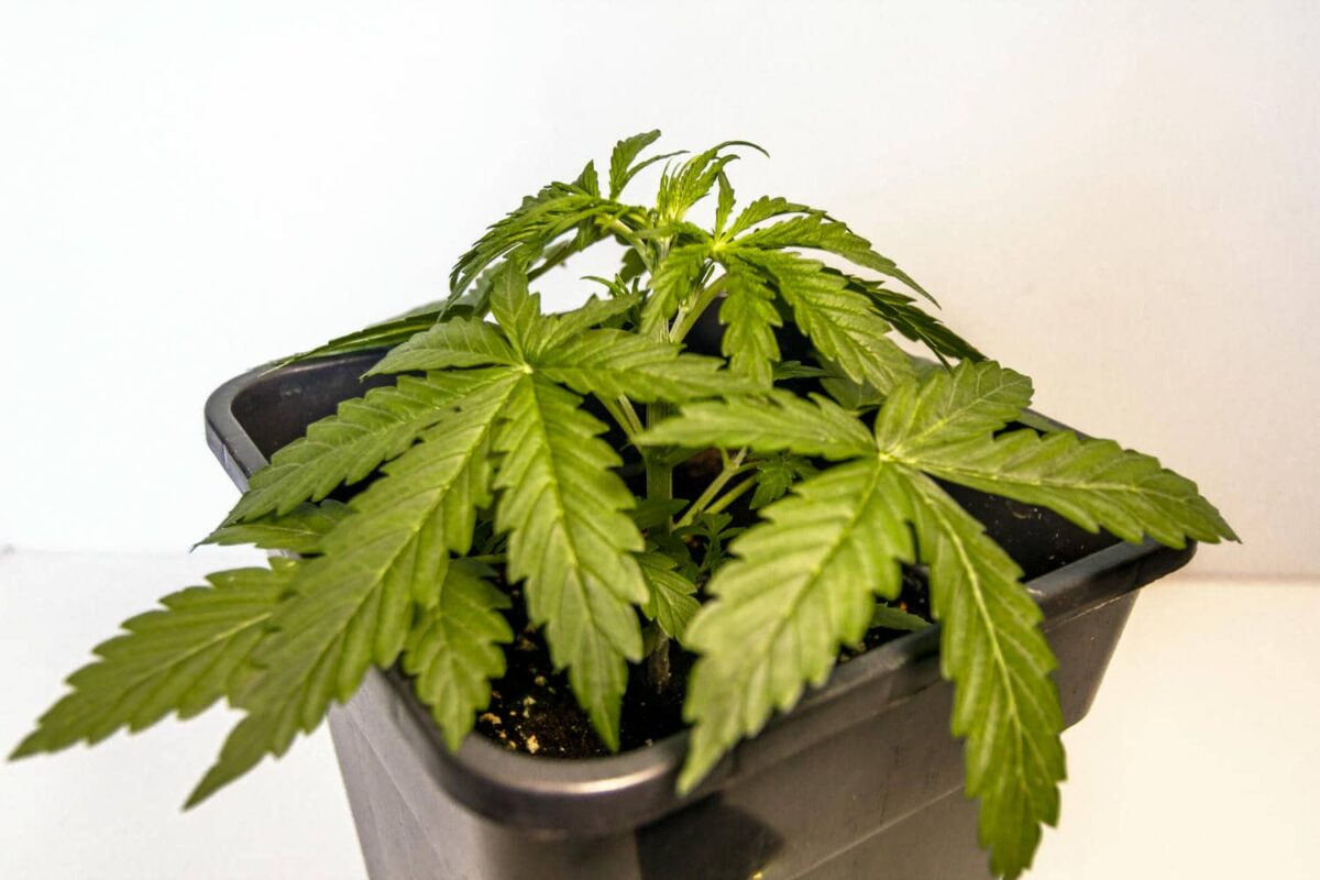 bbs-grow-diaries/week-343539-diary-343456-user-3-6751d2b46e61f