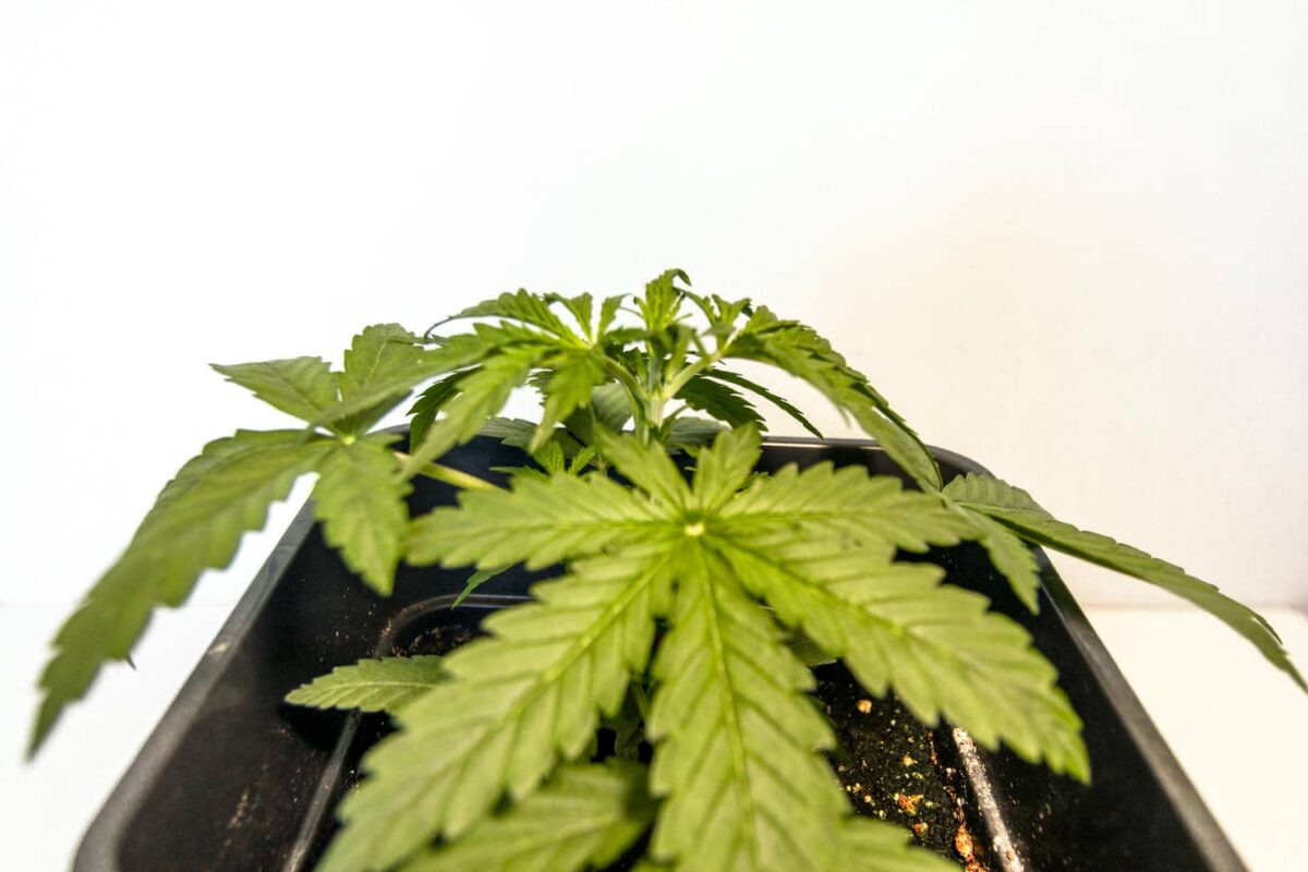 bbs-grow-diaries/week-343539-diary-343456-user-3-6751d2b5c7cf6