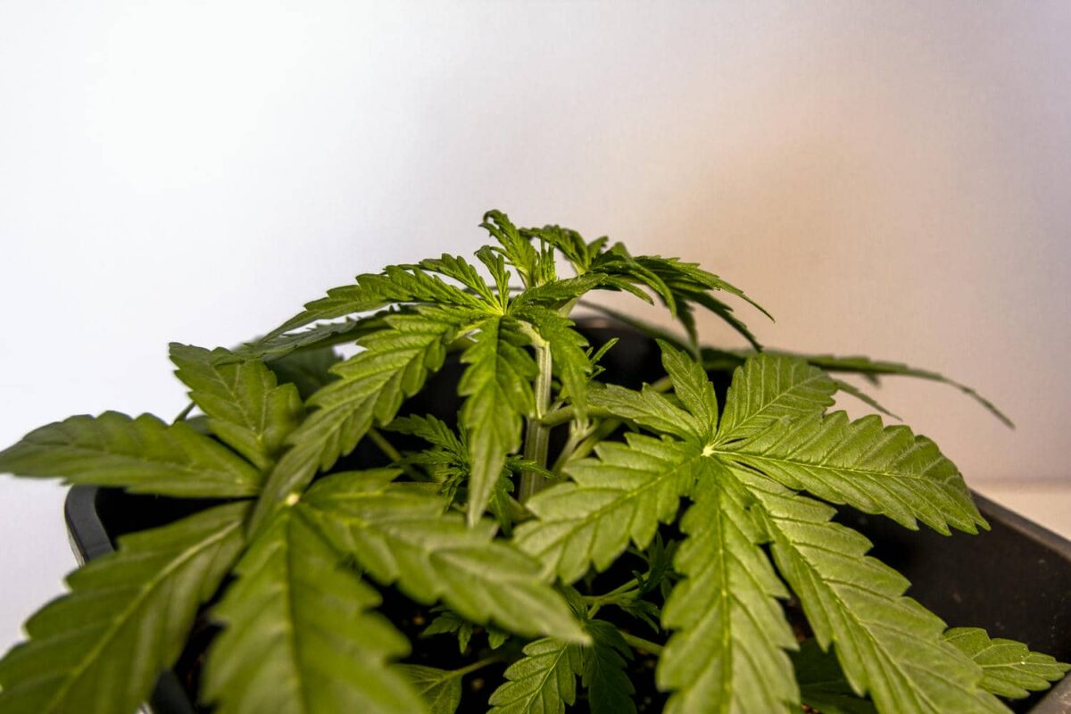 bbs-grow-diaries/week-343539-diary-343456-user-3-6751d2b6ed584