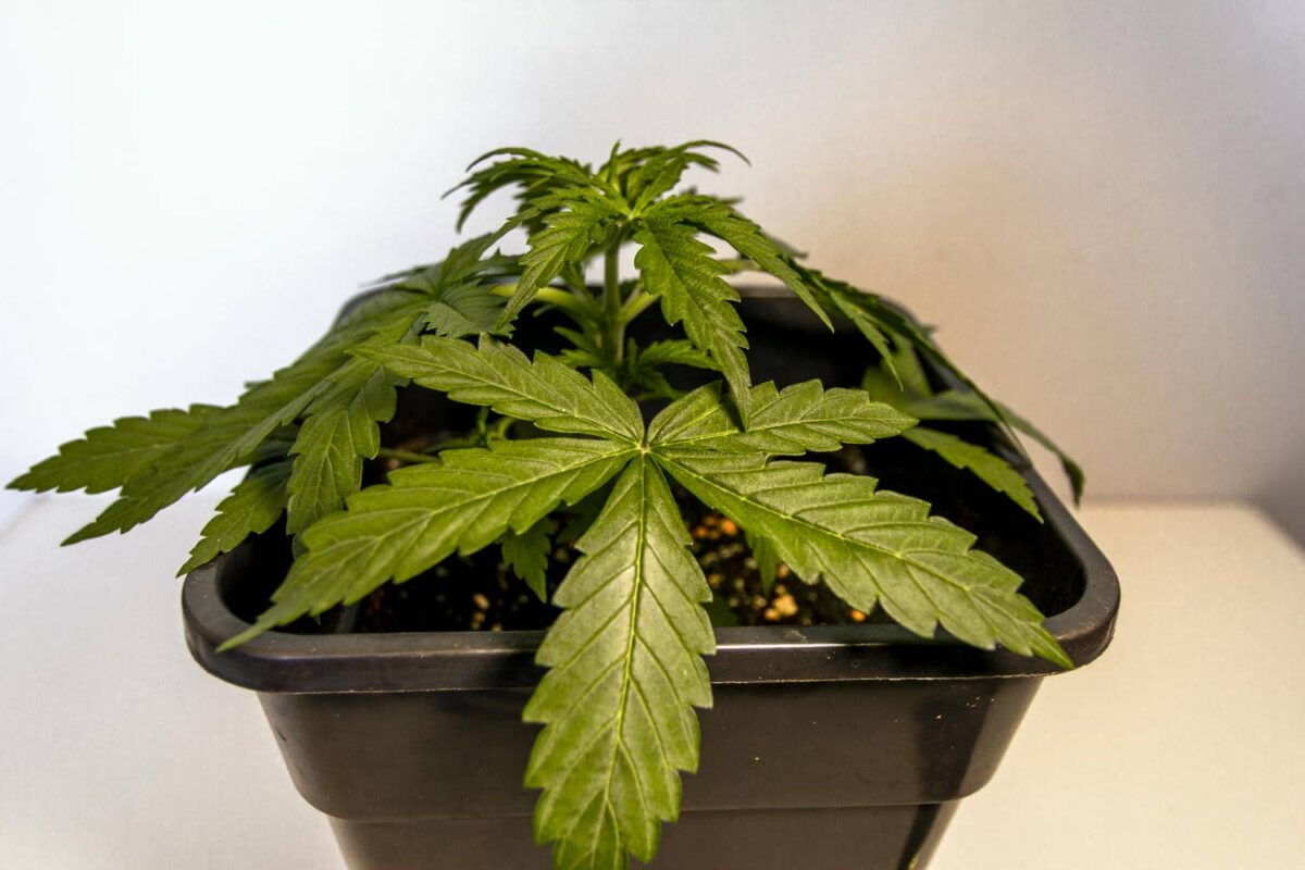 bbs-grow-diaries/week-343539-diary-343456-user-3-6751d2b832498