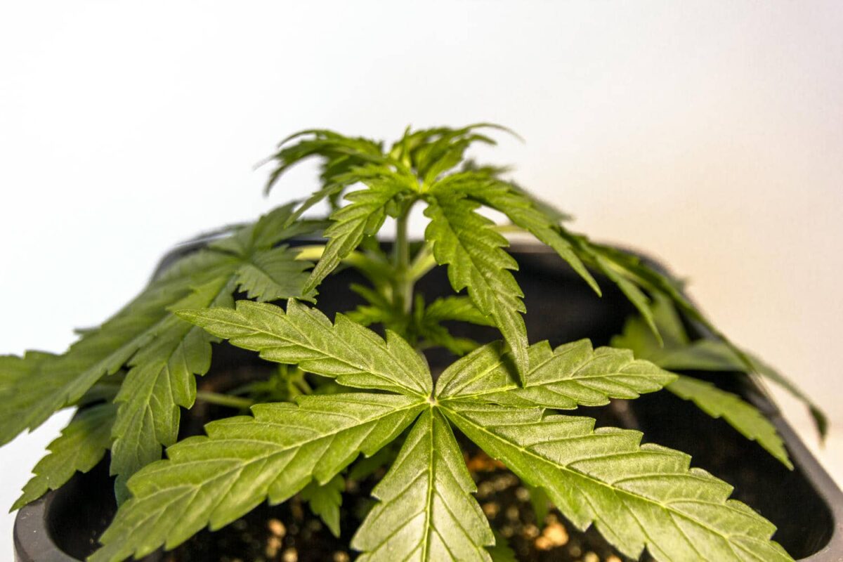 bbs-grow-diaries/week-343539-diary-343456-user-3-6751d2b973d03