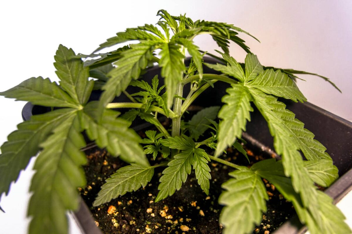 bbs-grow-diaries/week-343539-diary-343456-user-3-6751d2bbcd161