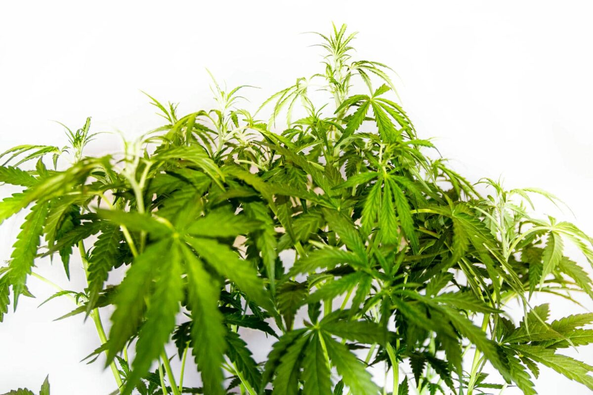 bbs-grow-diaries/week-343540-diary-343456-user-3-6751d39687d67