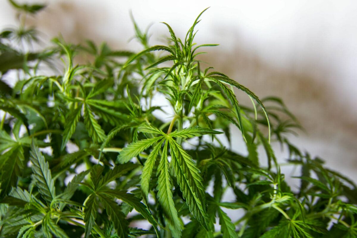 bbs-grow-diaries/week-343540-diary-343456-user-3-6751d397d7793