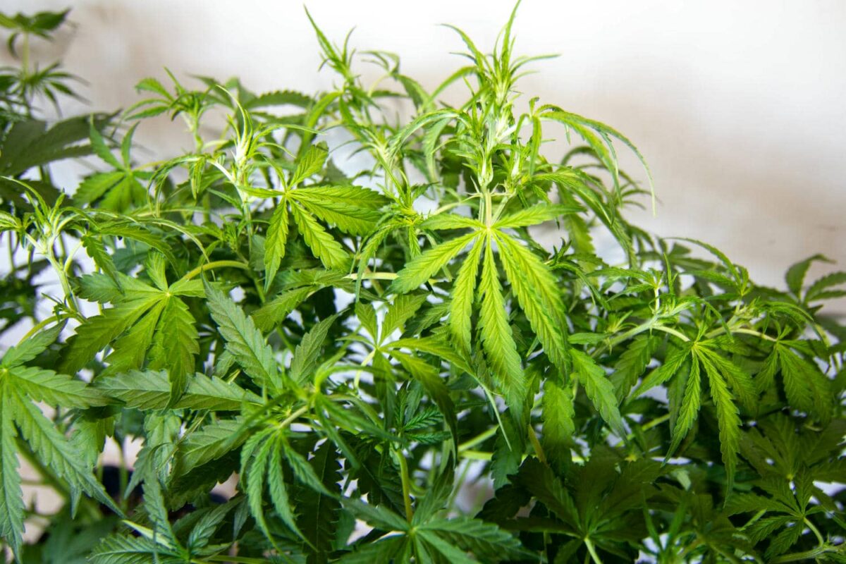 bbs-grow-diaries/week-343540-diary-343456-user-3-6751d39921285