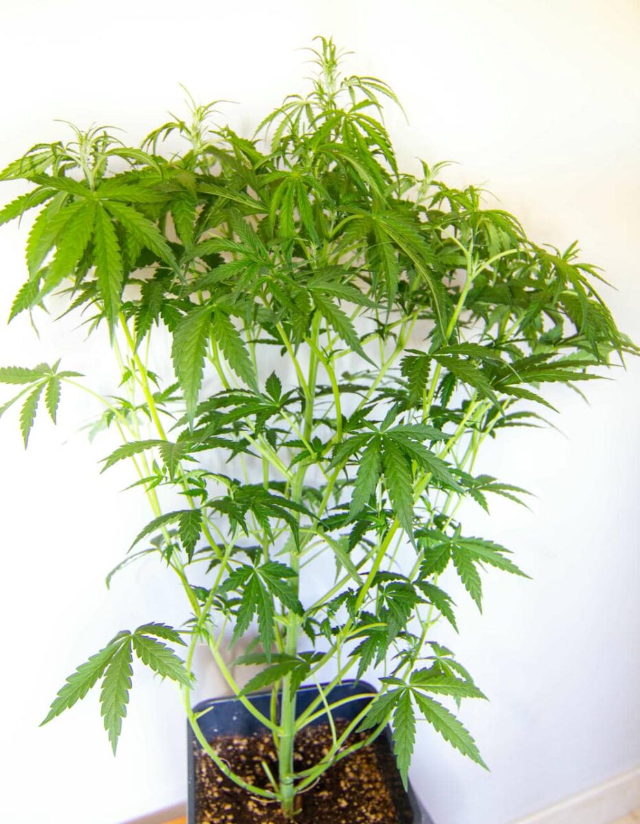 bbs-grow-diaries/week-343540-diary-343456-user-3-6751d39a91d06