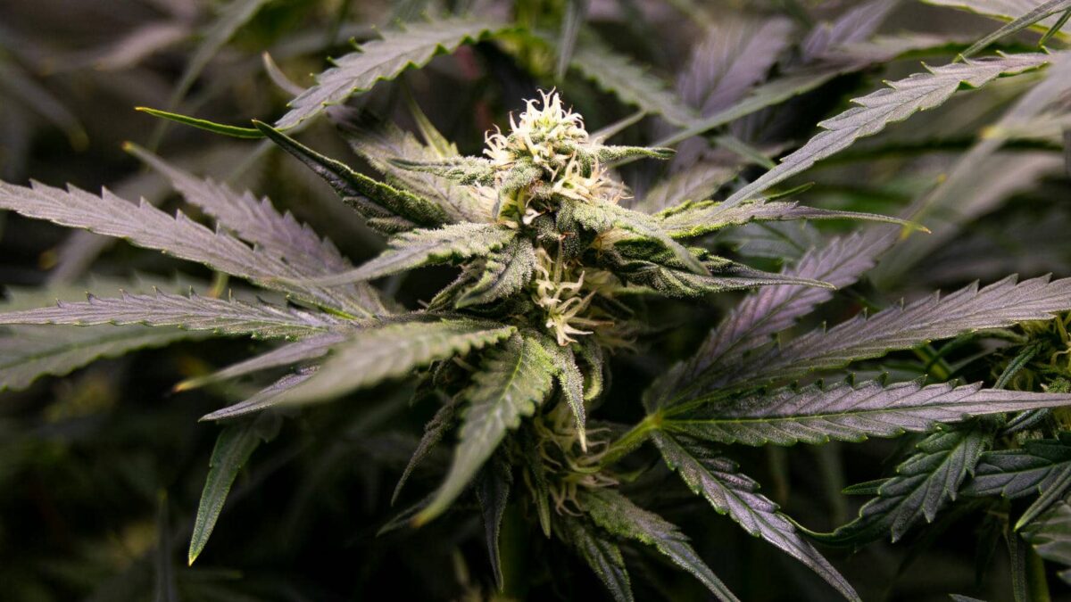 bbs-grow-diaries/week-343541-diary-343456-user-3-6751d4913f3b7