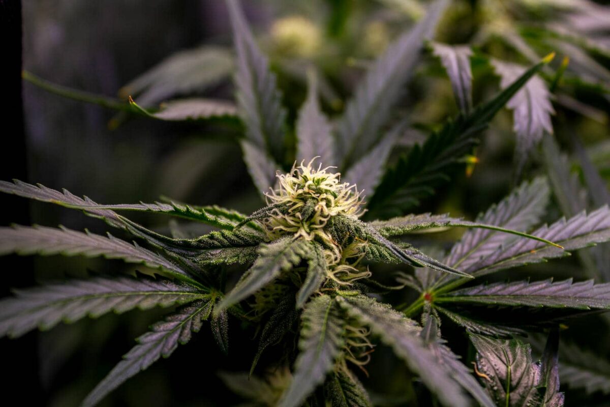 bbs-grow-diaries/week-343541-diary-343456-user-3-6751d492a427b