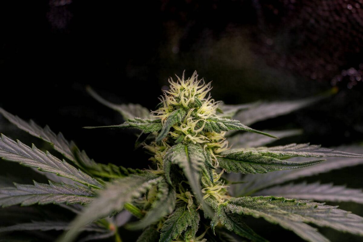 bbs-grow-diaries/week-343541-diary-343456-user-3-6751d493eefa0