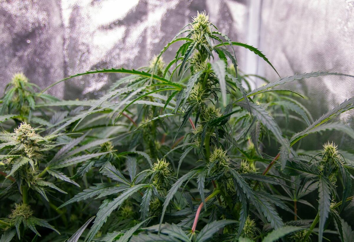 bbs-grow-diaries/week-343541-diary-343456-user-3-6751d49562f08