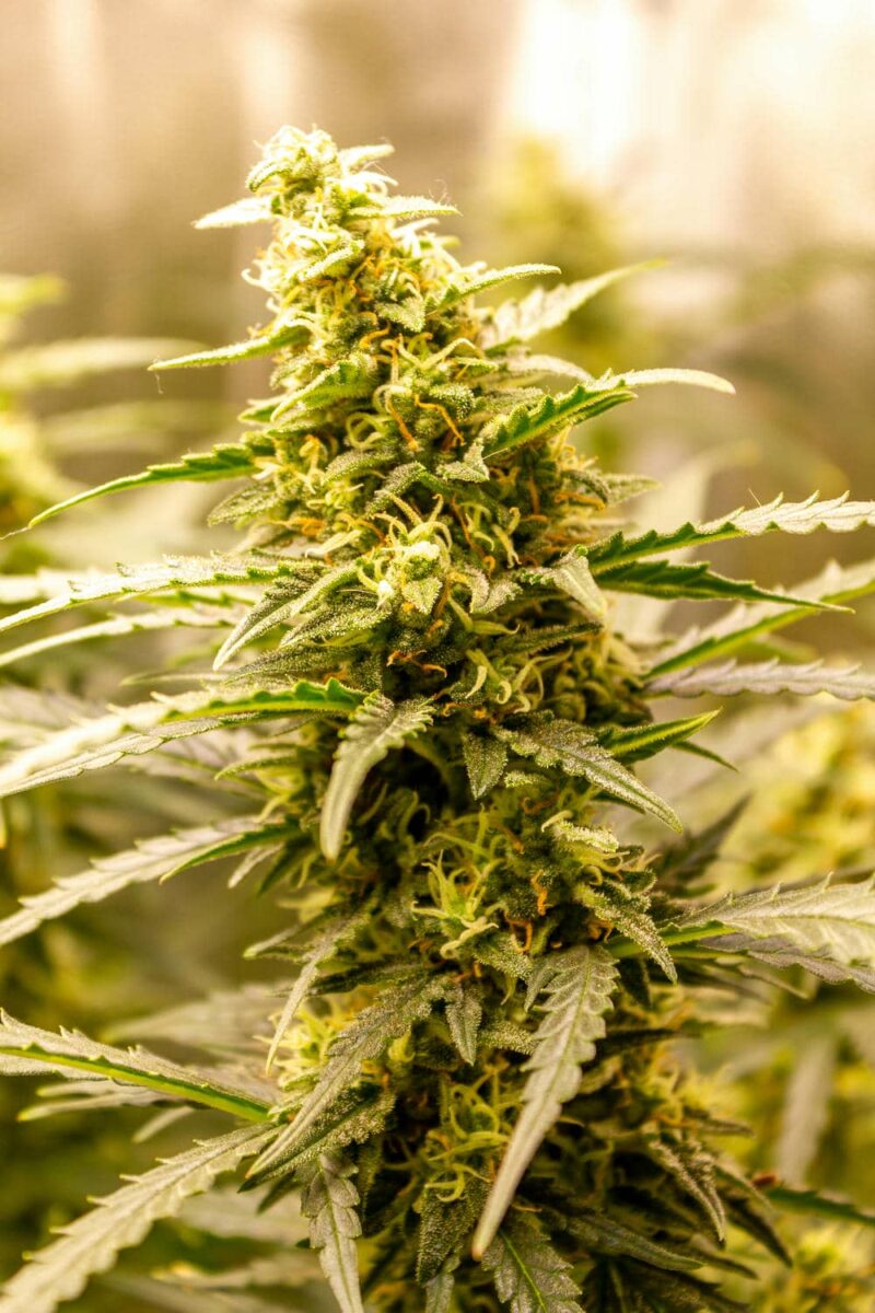 bbs-grow-diaries/week-343542-diary-343456-user-3-6751d52cf1eed