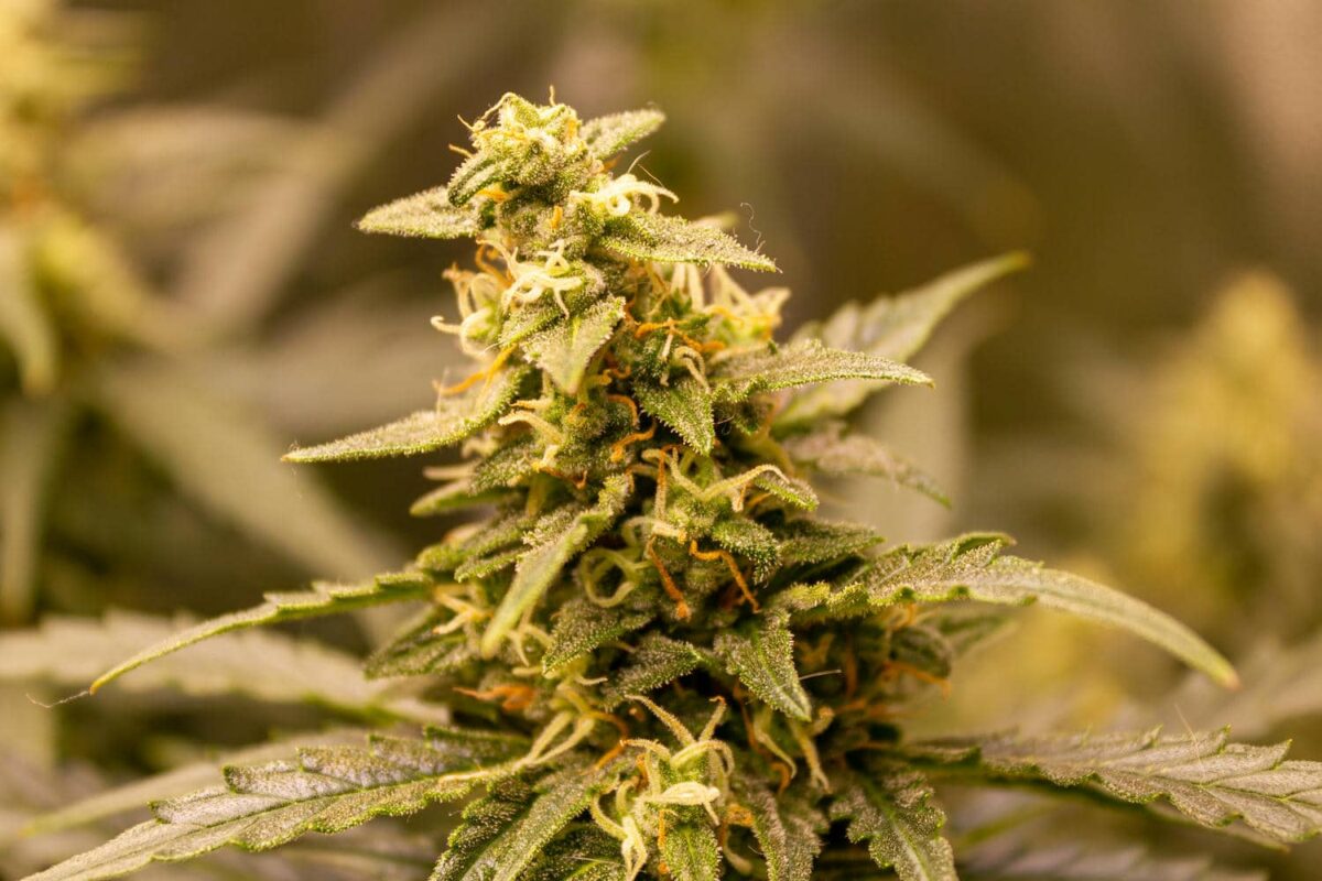 bbs-grow-diaries/week-343542-diary-343456-user-3-6751d52e5992e