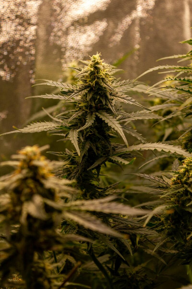 bbs-grow-diaries/week-343542-diary-343456-user-3-6751d52fb468a