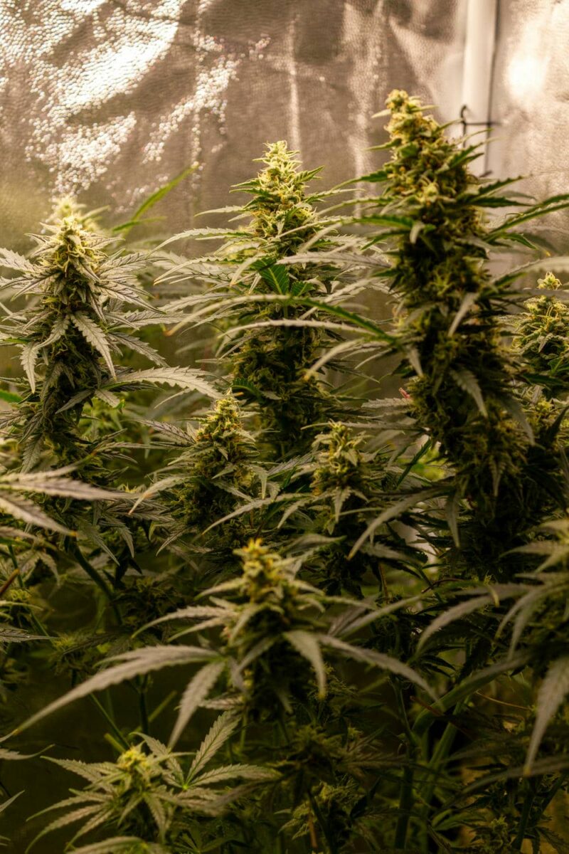 bbs-grow-diaries/week-343542-diary-343456-user-3-6751d530d12d1