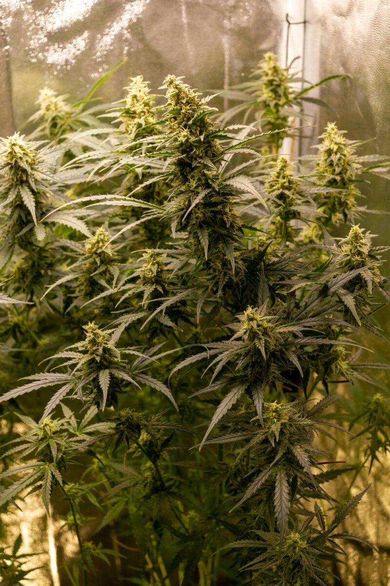 bbs-grow-diaries/week-343542-diary-343456-user-3-6751d5323e696