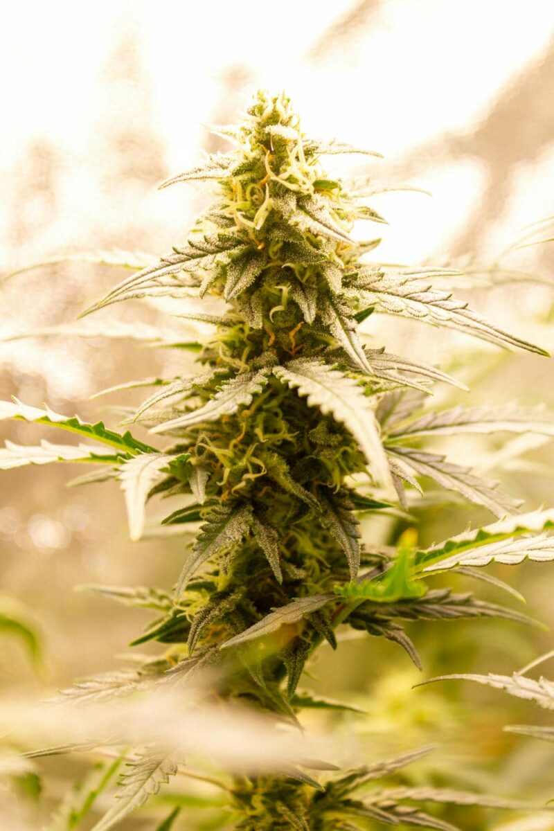 bbs-grow-diaries/week-343542-diary-343456-user-3-6751d533b4d45