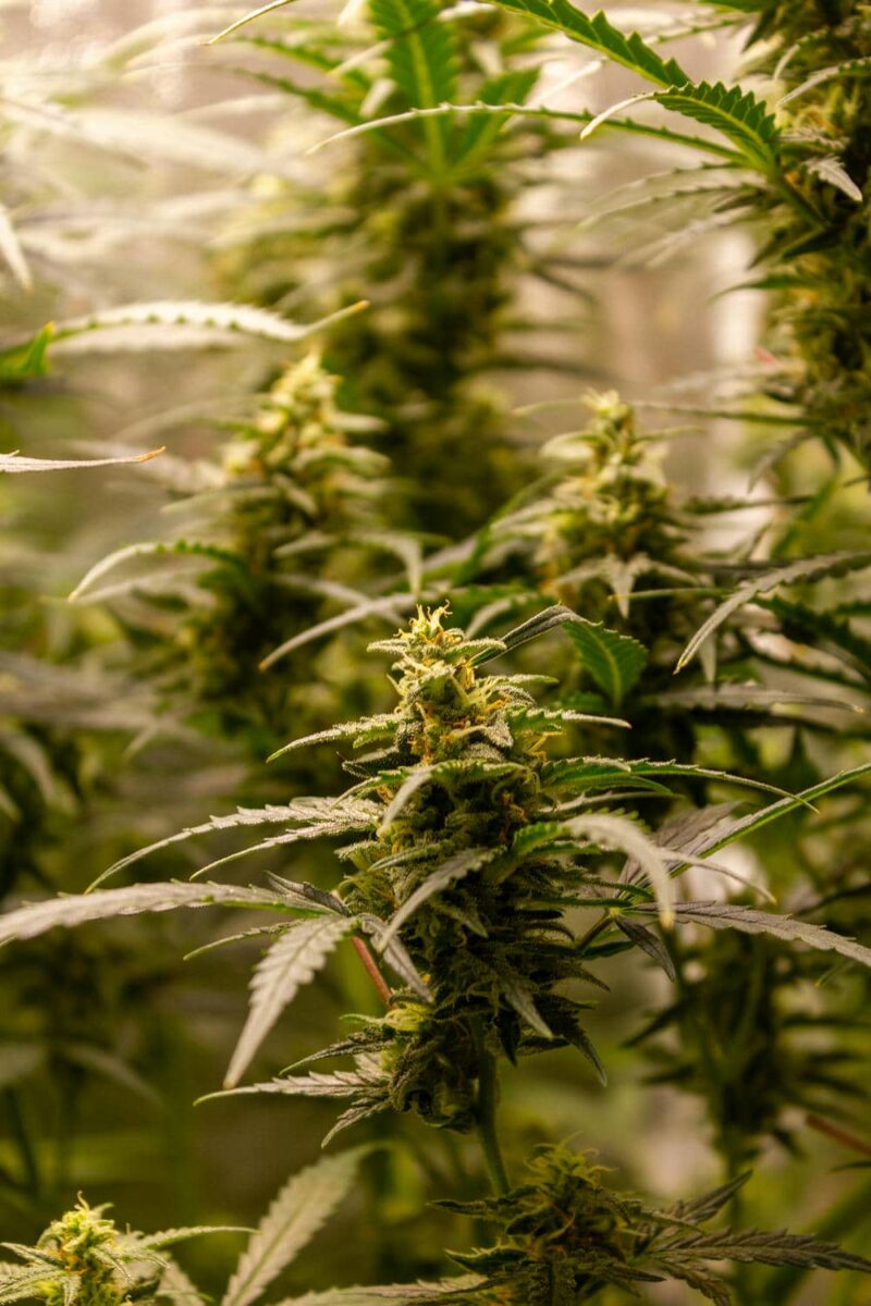 bbs-grow-diaries/week-343542-diary-343456-user-3-6751d53510183