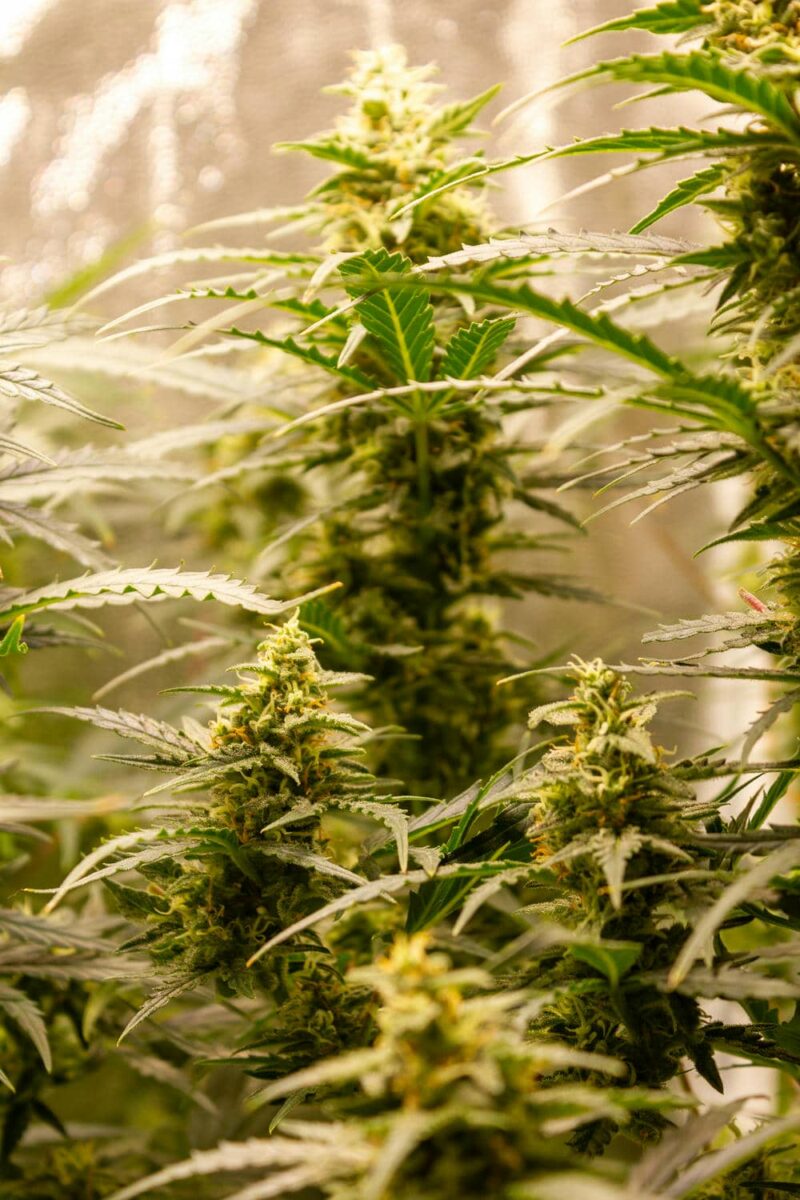 bbs-grow-diaries/week-343542-diary-343456-user-3-6751d536698c6