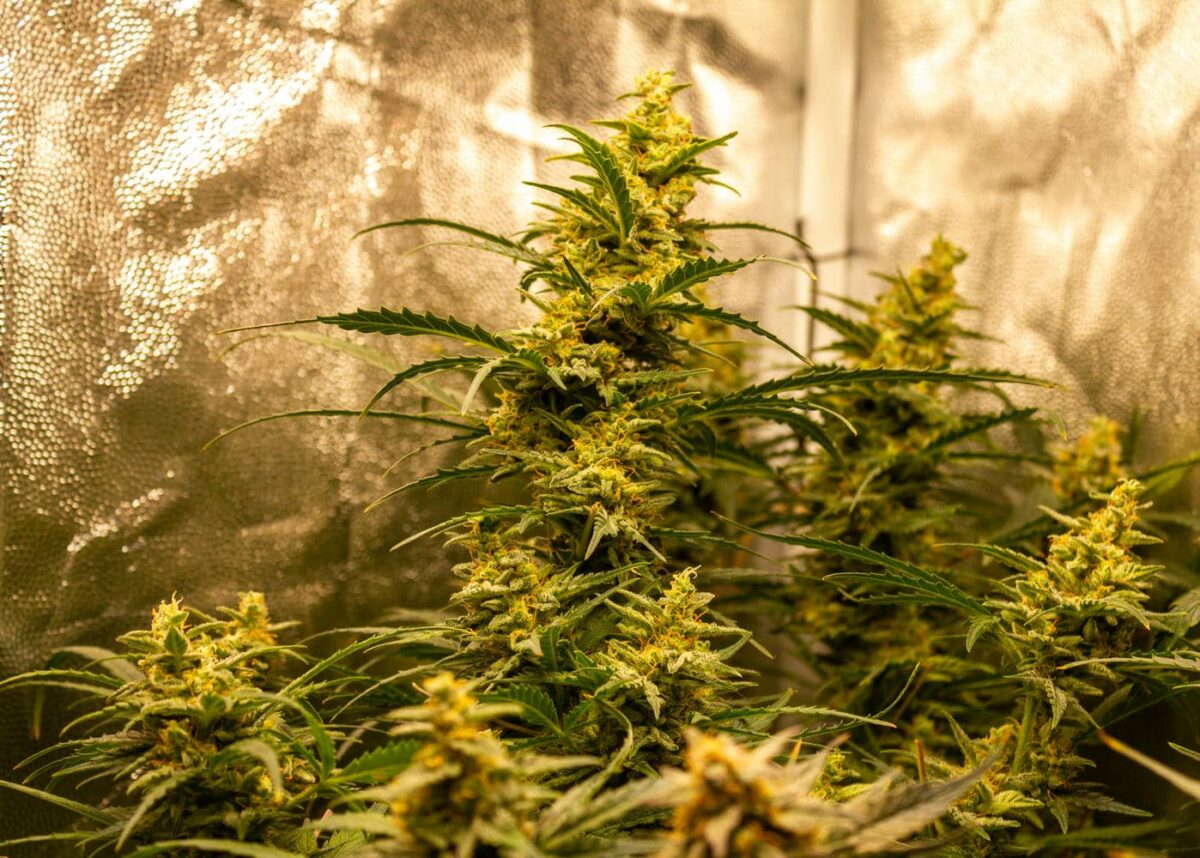 bbs-grow-diaries/week-343543-diary-343456-user-3-6751d62513238