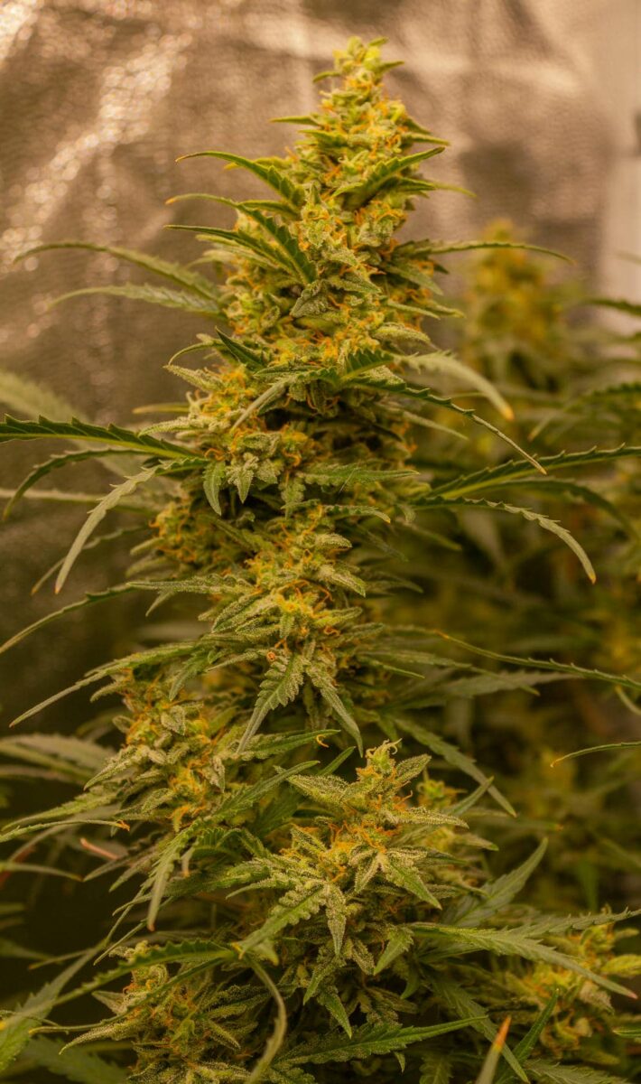 bbs-grow-diaries/week-343543-diary-343456-user-3-6751d626dc2a3