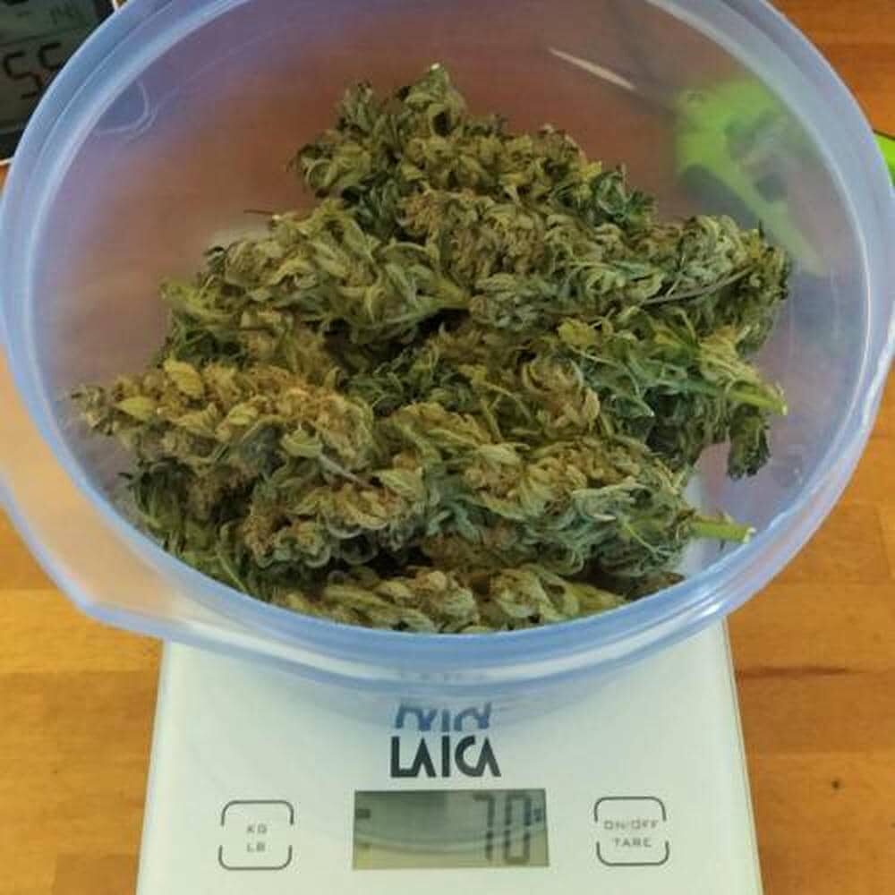 bbs-grow-diaries/week-343545-diary-343456-user-3-6751d87447286