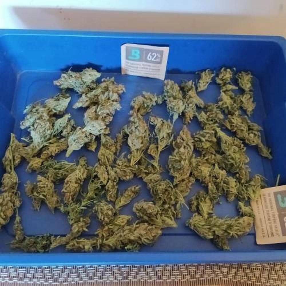 bbs-grow-diaries/week-343545-diary-343456-user-3-6751d87561721