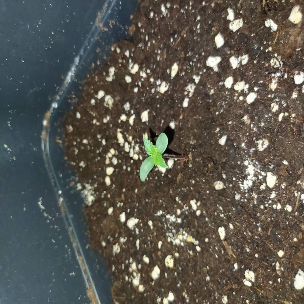 bbs-grow-diaries/week-343582-diary-343458-user-3-6752eaa7e4b49