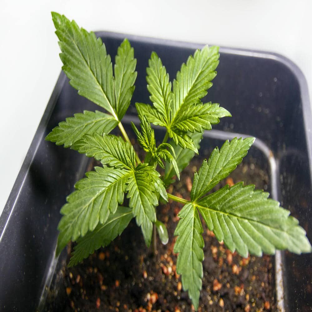 bbs-grow-diaries/week-343583-diary-343458-user-3-6752eb55be977