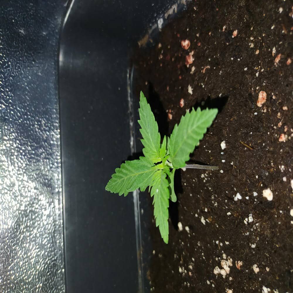 bbs-grow-diaries/week-343584-diary-343453-user-3-6752ec2840126