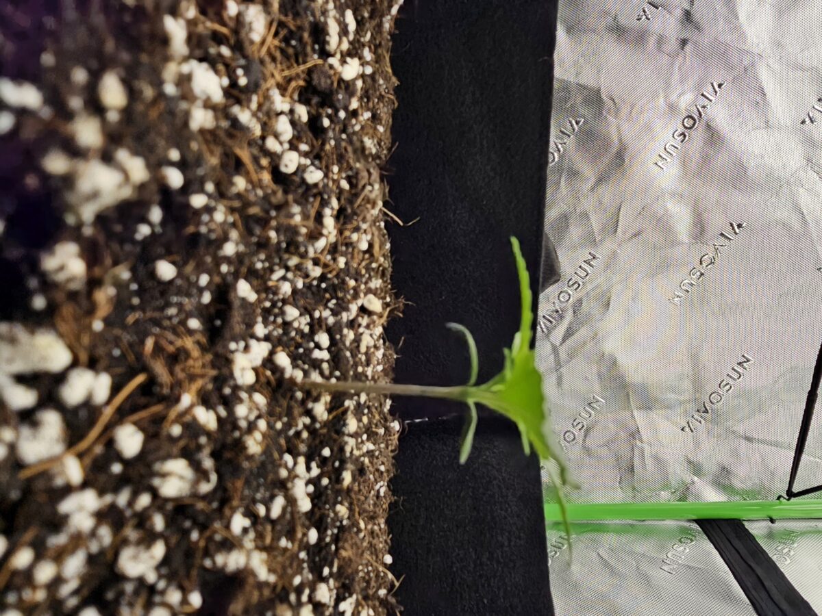 bbs-grow-diaries/week-347303-diary-347302-user-36132-677aa5ab3de37