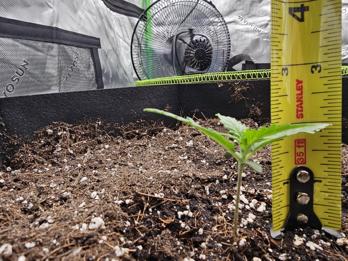 bbs-grow-diaries/week-347303-diary-347302-user-36132-677aa5ada7bb4