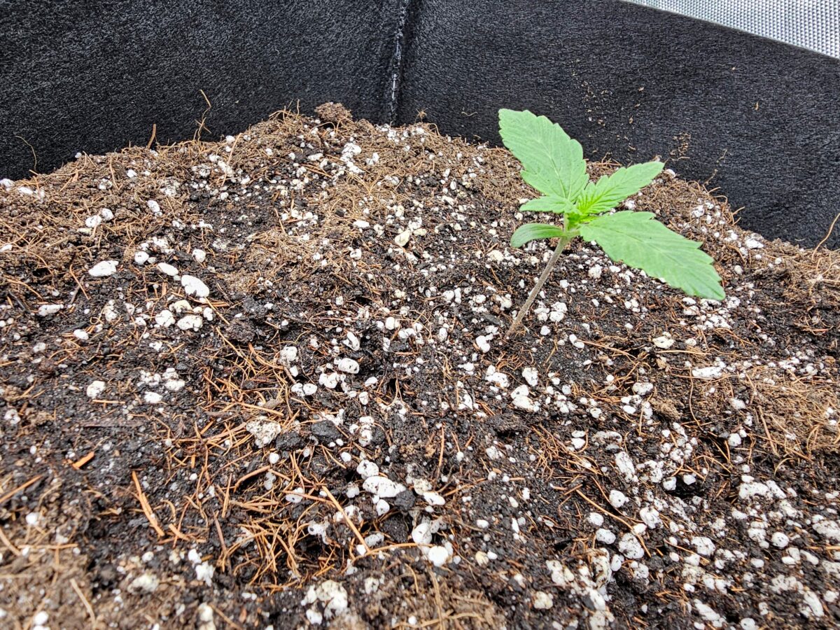 bbs-grow-diaries/week-347303-diary-347302-user-36132-677aa5b0060a3