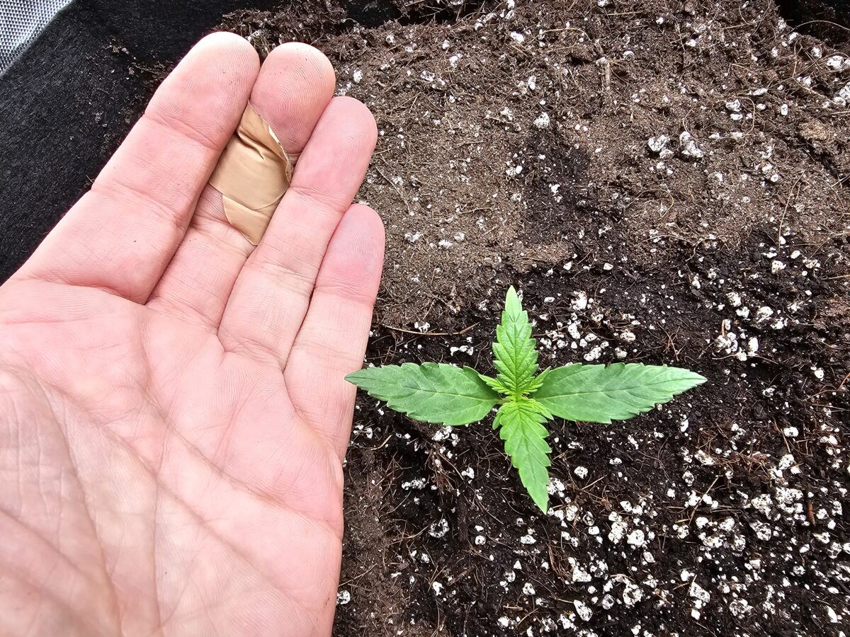 bbs-grow-diaries/week-347303-diary-347302-user-36132-677aa5b24218e