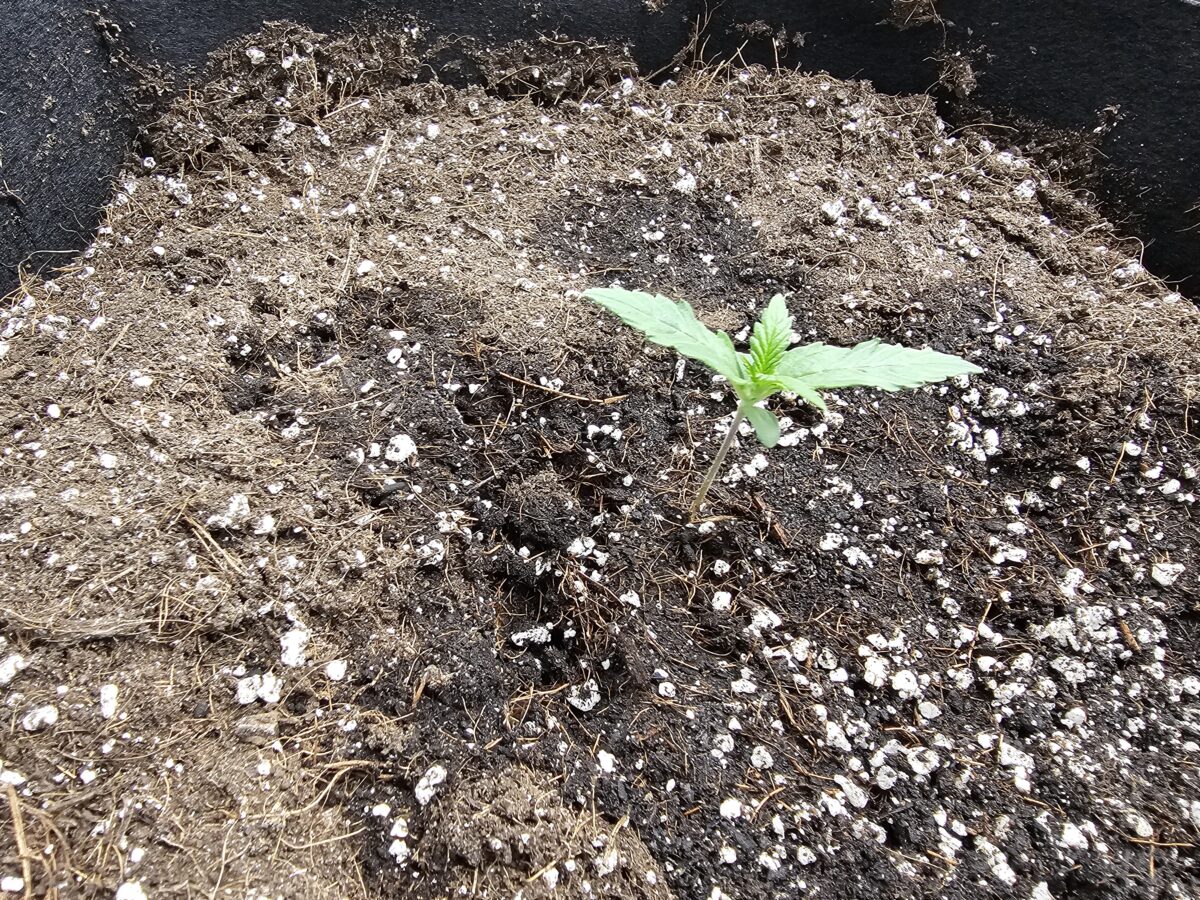 bbs-grow-diaries/week-347303-diary-347302-user-36132-677aa5b4a87c4