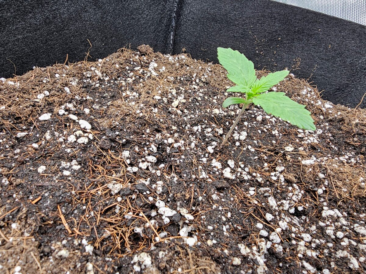 bbs-grow-diaries/week-347303-diary-347302-user-36132-677aa5b735f71