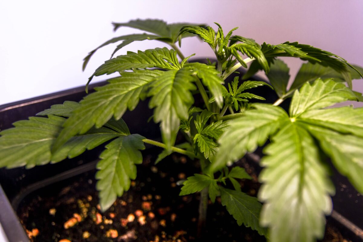 bbs-grow-diaries/week-347391-diary-343458-user-3-676a7b0677a61