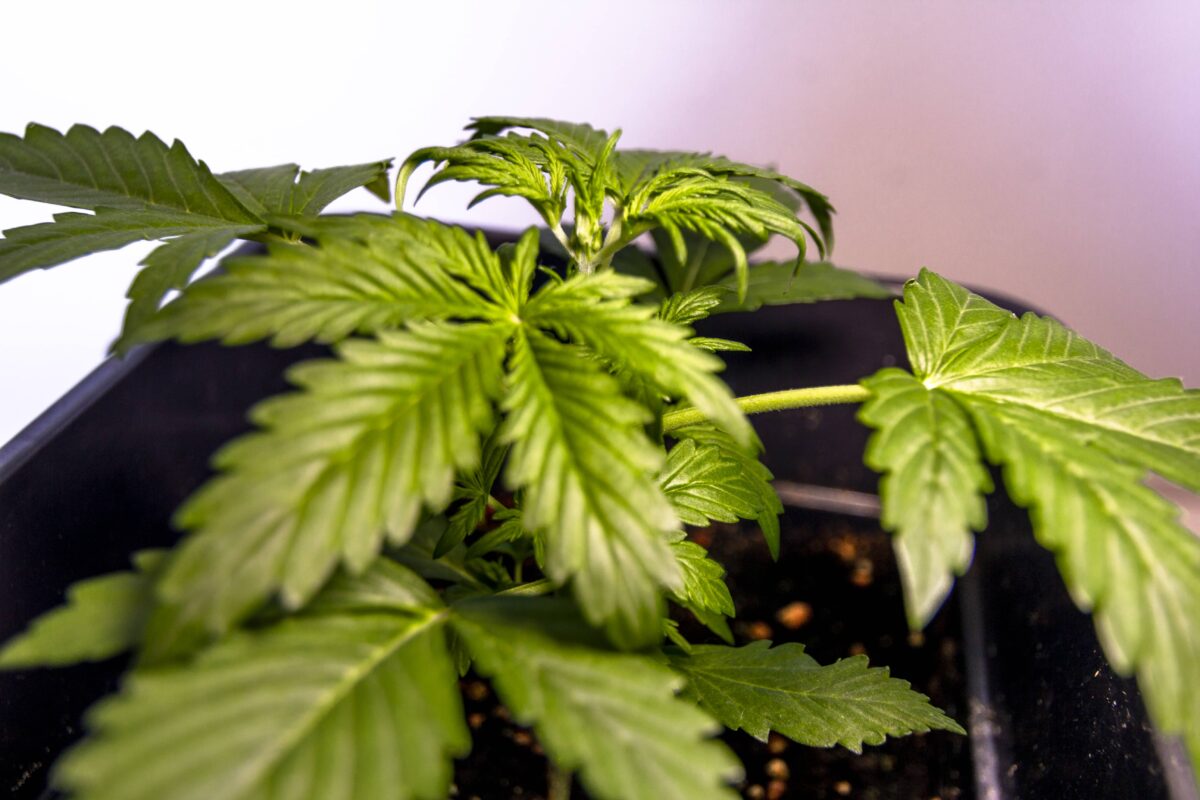 bbs-grow-diaries/week-347391-diary-343458-user-3-676a7b088d9e0