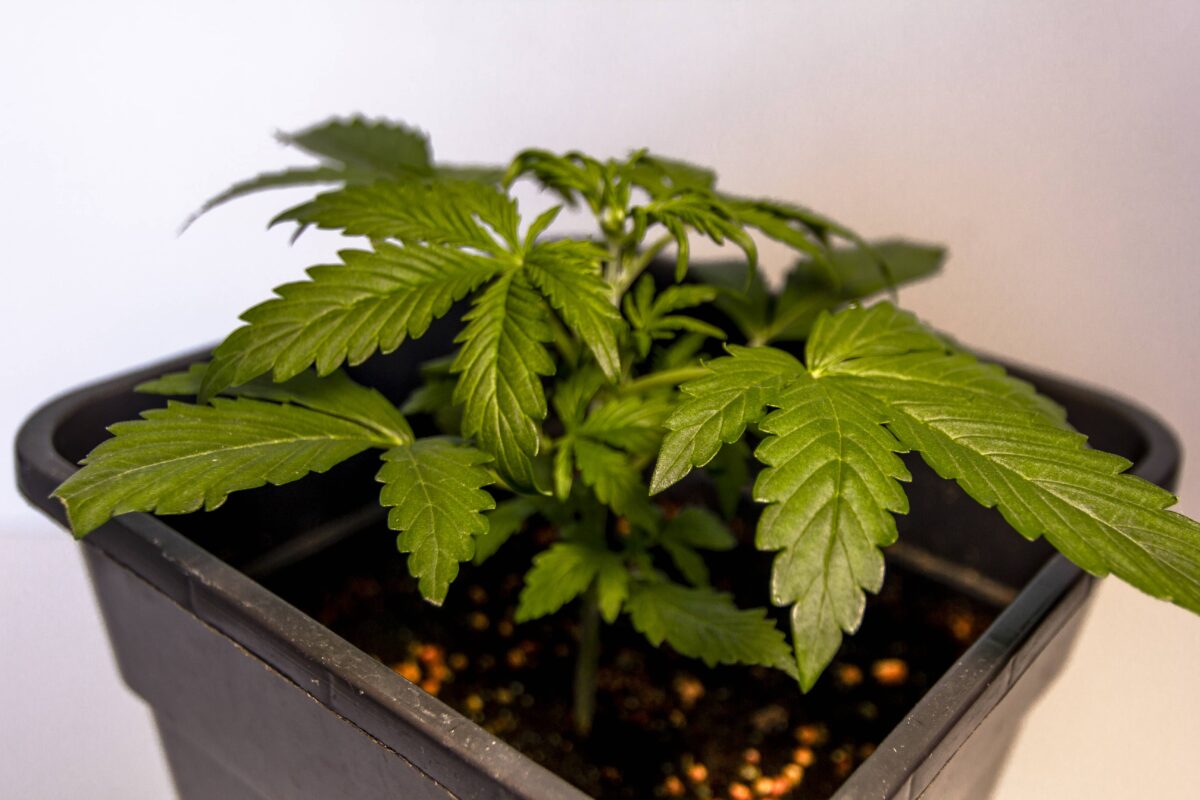 bbs-grow-diaries/week-347391-diary-343458-user-3-676a7b0a7e0ec