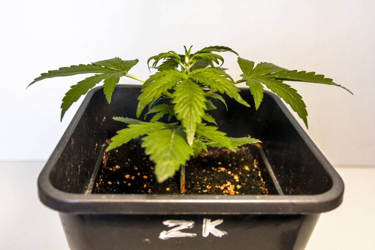 bbs-grow-diaries/week-347391-diary-343458-user-3-676a7b0c8ec3e