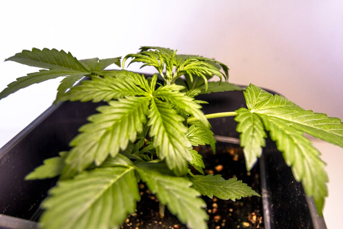 bbs-grow-diaries/week-347391-diary-343458-user-3-676a7b0e90a58