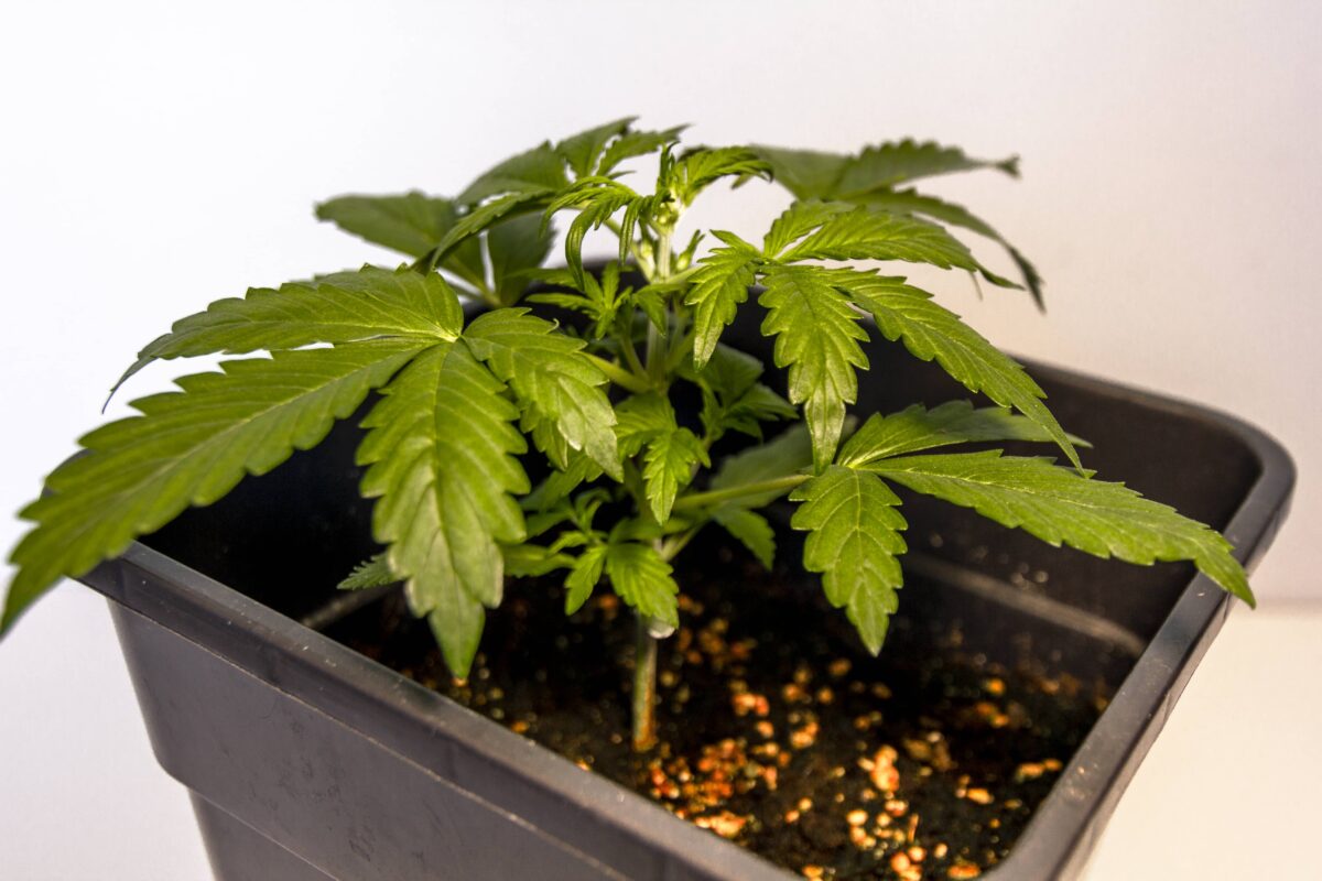 bbs-grow-diaries/week-347391-diary-343458-user-3-676a7b108c811