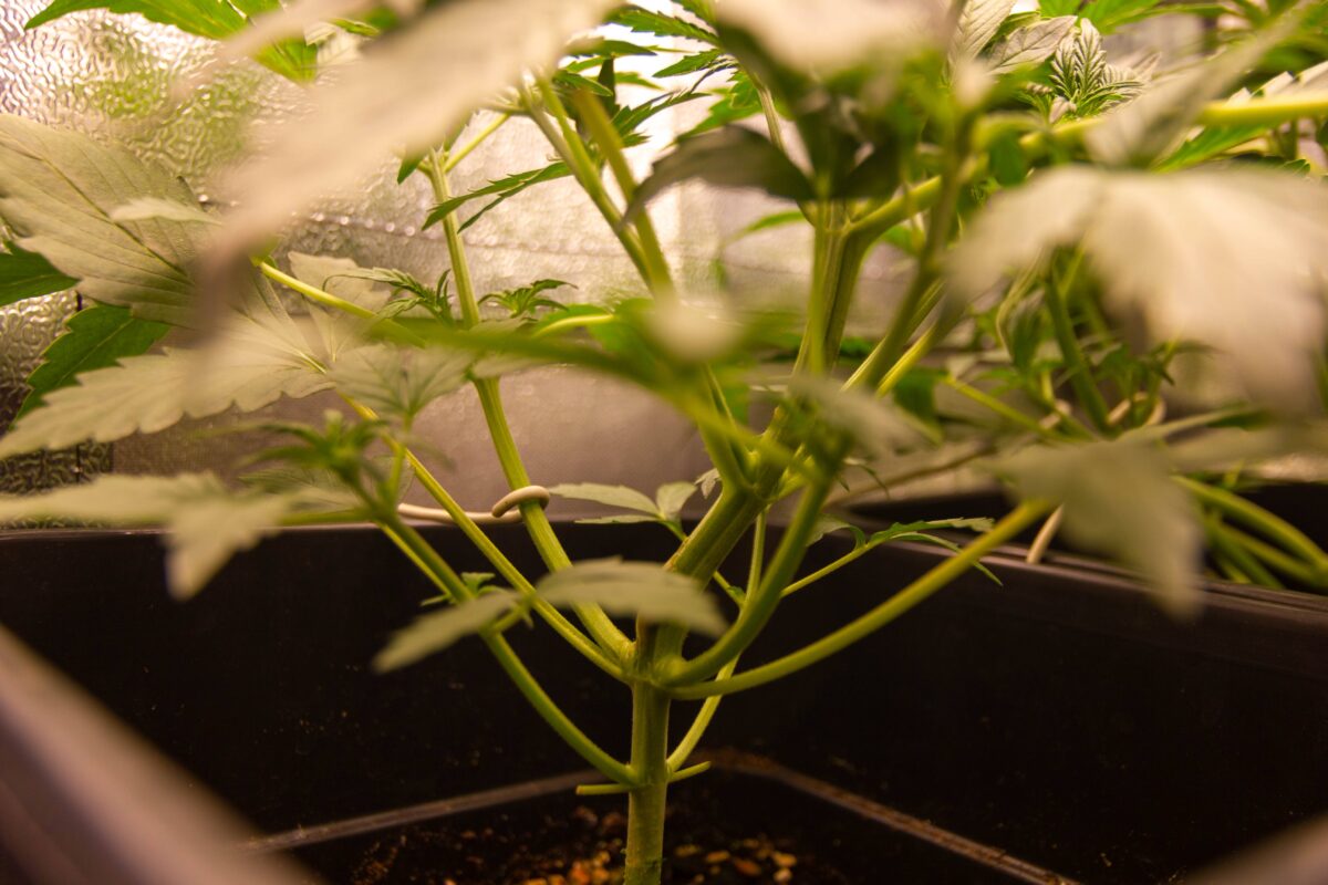 bbs-grow-diaries/week-347393-diary-343458-user-3-676a7bbf0a880