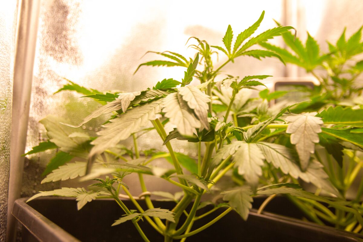 bbs-grow-diaries/week-347393-diary-343458-user-3-676a7bc12c504