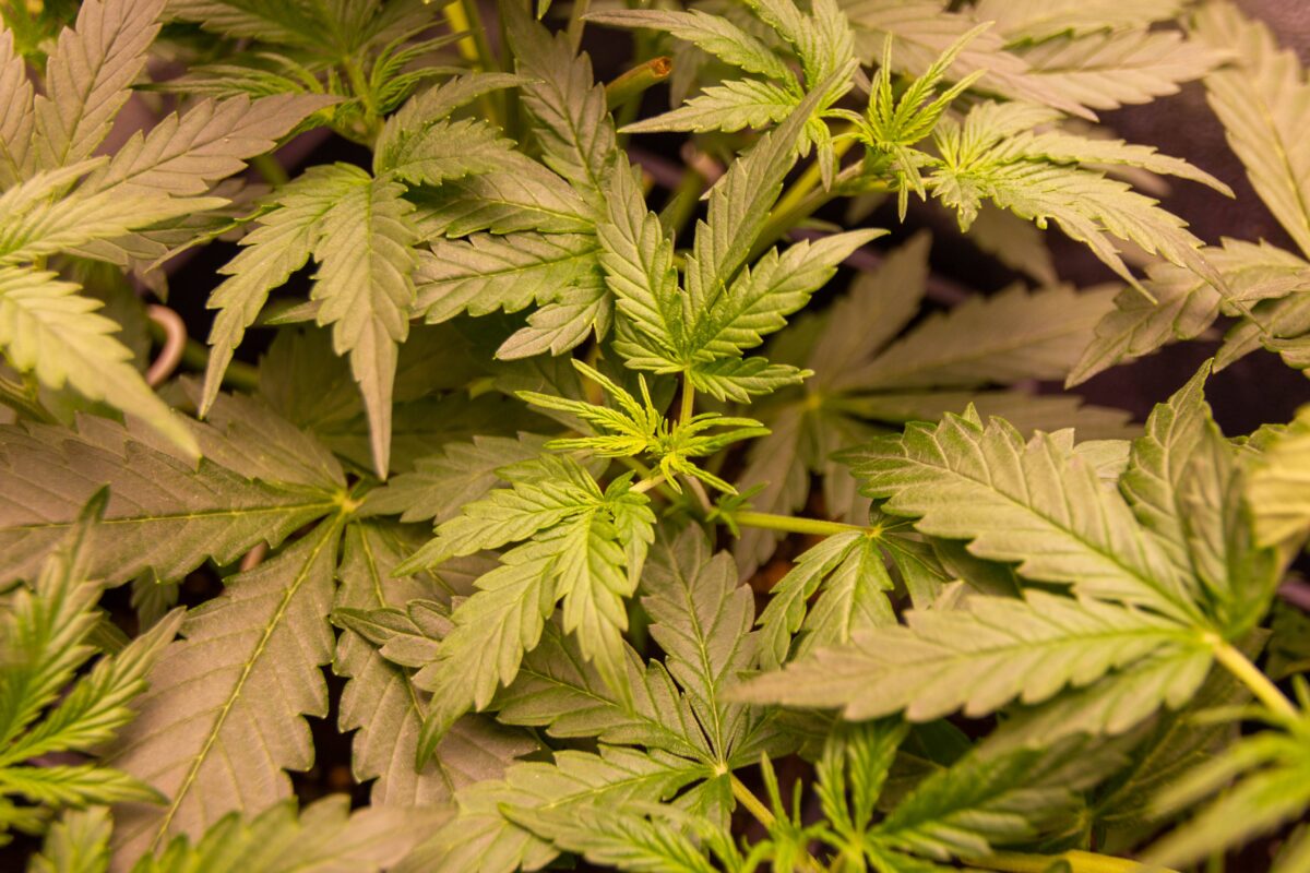 bbs-grow-diaries/week-347393-diary-343458-user-3-676a7bc34e04e