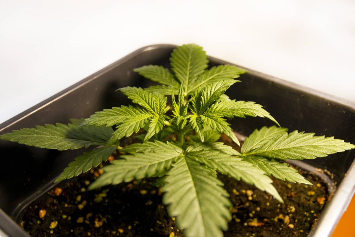 bbs-grow-diaries/week-347403-diary-343453-user-3-676a7ddfb0d6b